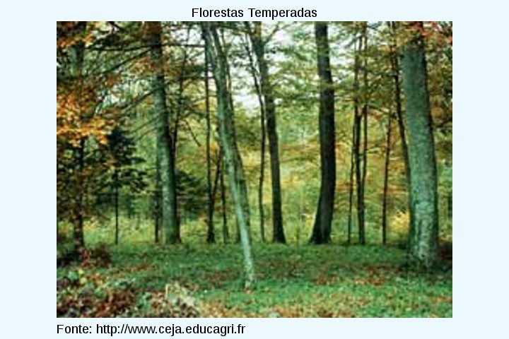 floresta_temperada3