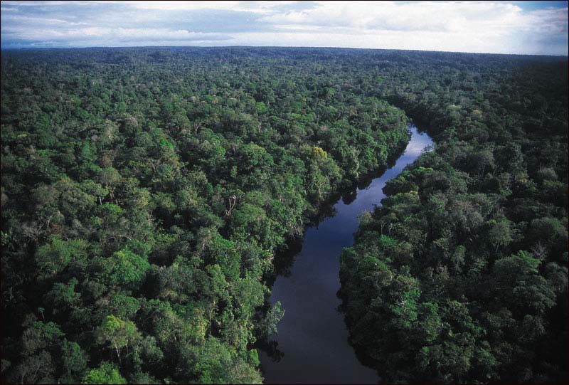 florestas-tropicais-sao-fontes-para-novos-remedios-1-8