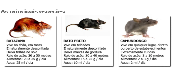 ratos